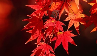 95th Annual Clinical Reviews