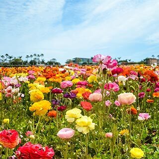 Women's Health Update 2026: Cardiovascular Disease and Menopause - CME - San Diego