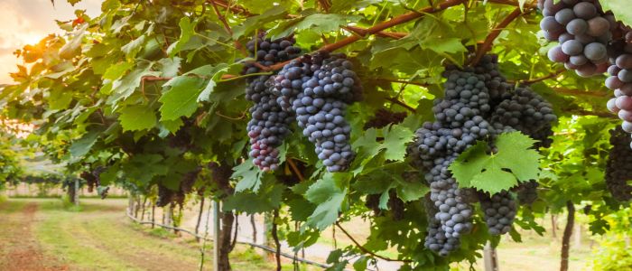 Cases in Echocardiography, Cardiac CT, and MRI