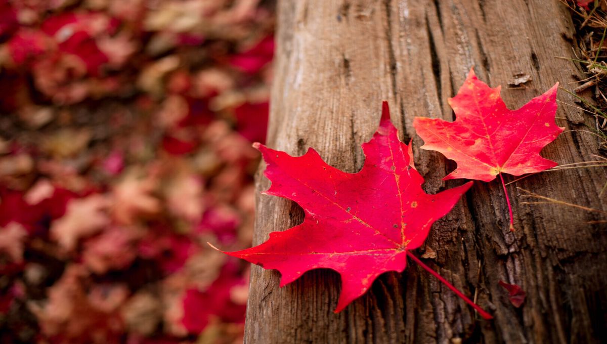 99th Annual Clinical Reviews