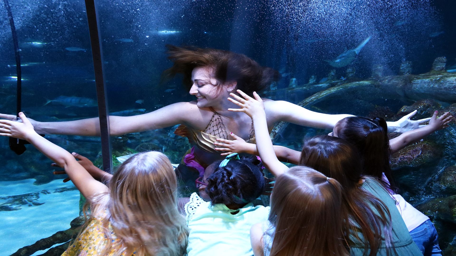 Mermaids at SEA LIFE Grapevine