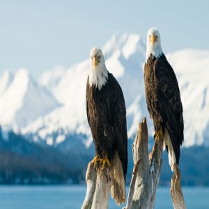 ECHO ALASKA: FRONTIERS OF MULTIMODALITY IMAGING INCLUDING ECHO, CARDIAC CT, AND MRI