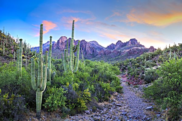 Multidisciplinary Update in Breast Disease 2020 - LIVESTREAM