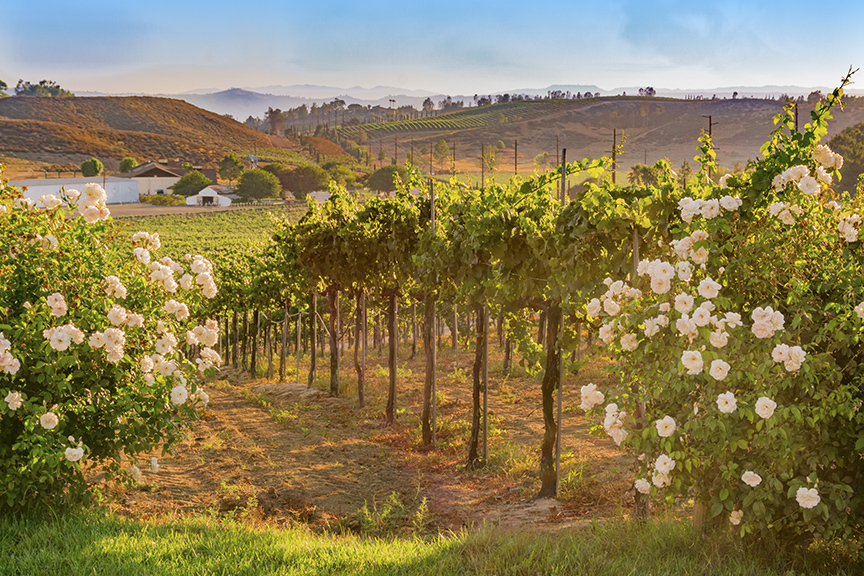 Care of the Older Adult