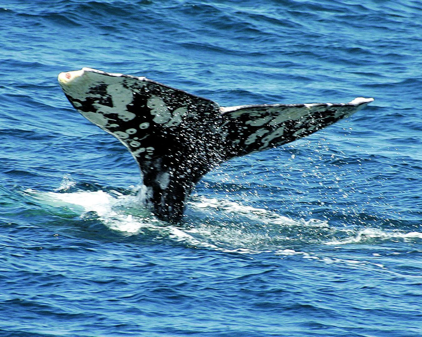 Mayo Clinic Diagnostic Imaging Update and Self-Assessment