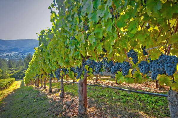 Mayo Clinic OB/GYN Clinical and Surgical Updates: Staying Current and Ahead of the Curve 2024