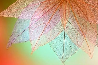 96th Annual Clinical Reviews