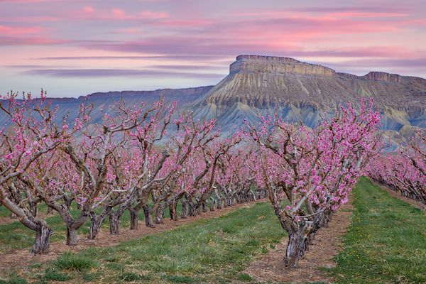 Palisade Art Festival