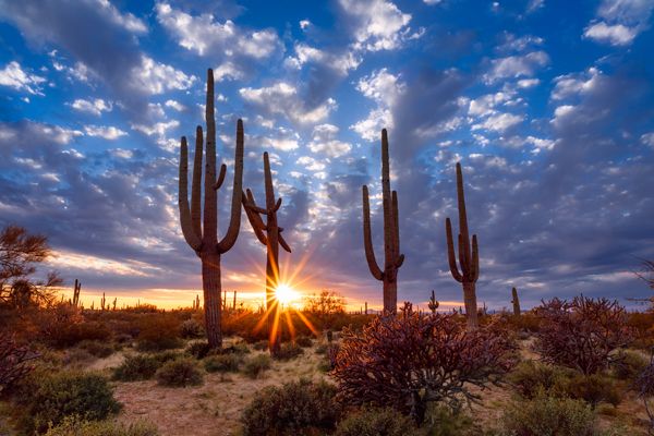 STiR: Selected Topics in Rheumatology 2022